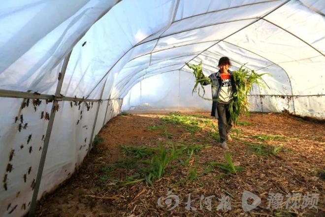 蝗虫变“蝗金”！河南周口七旬农民夫妇养殖蚂蚱年入60多万