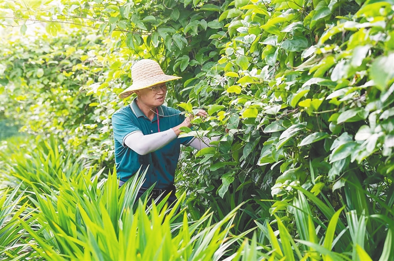 适合农村创业致富花卉种植_致富种植农村花草的句子_农村致富种植花