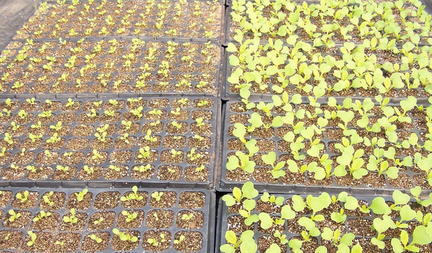 有机白菜种植技术_白菜种植机技术有哪些种类_白菜种植机器