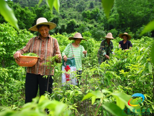 肇庆蔬菜种植基地_肇庆种植什么作物_肇庆种植致富