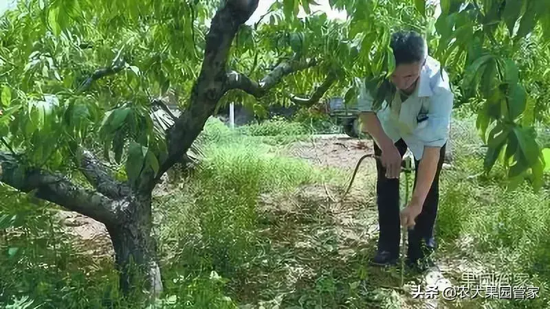 桃树如何科学施肥，看这篇文章就够了