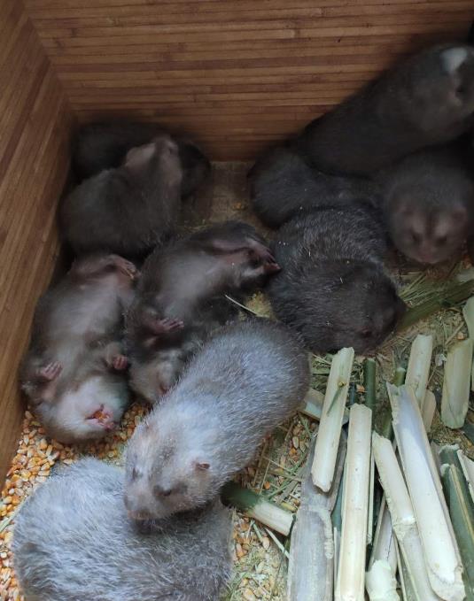 人工养殖竹鼠技术视频_浙江养殖竹鼠技术视频_竹鼠养殖视频致富经