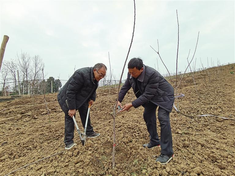 种植八月炸的前景和利润_致富经八月炸 种植_八月炸种植技术