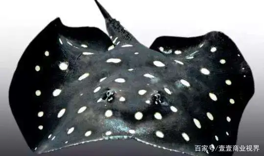 如何养殖鱼致富_致富经养殖鱼视频_致富养鱼视频