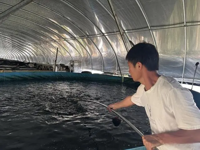 致富经养殖鱼视频_养鱼致富经_如何养殖鱼致富
