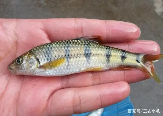 小溪鱼养殖技术_小溪水养鱼技术_小溪养殖鱼技术视频