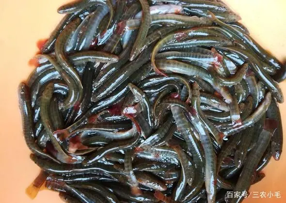 小溪养殖鱼技术视频_小溪鱼养殖技术_小溪水养鱼技术
