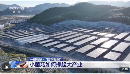 福建古田有本致富经 小蘑菇种出大产业