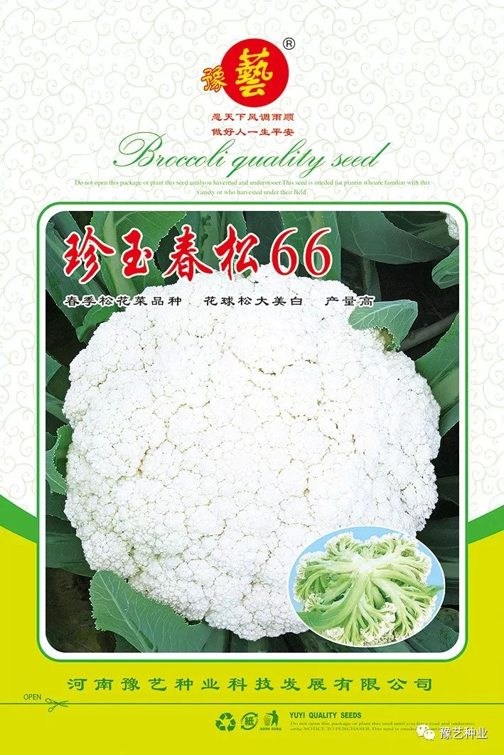 葱头的种植技术_种植葱头技术要求_如何种植葱头饱满