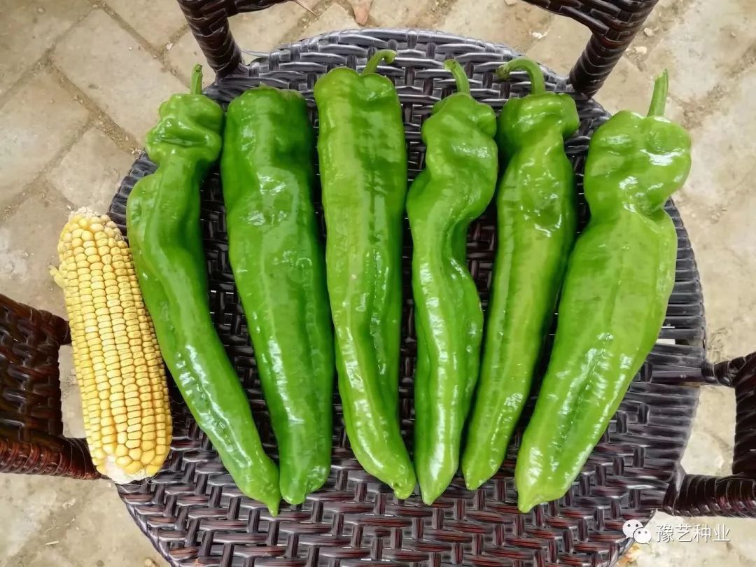 葱头的种植技术_种植葱头技术要求_如何种植葱头饱满