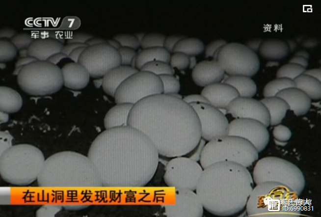 蘑菇种植孢子_致富经之双孢菇栽培_致富经种植双孢菇视频