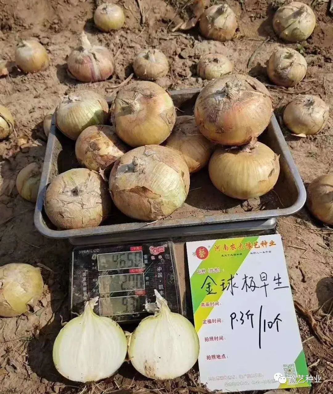 敲重点|洋葱高产栽培技术