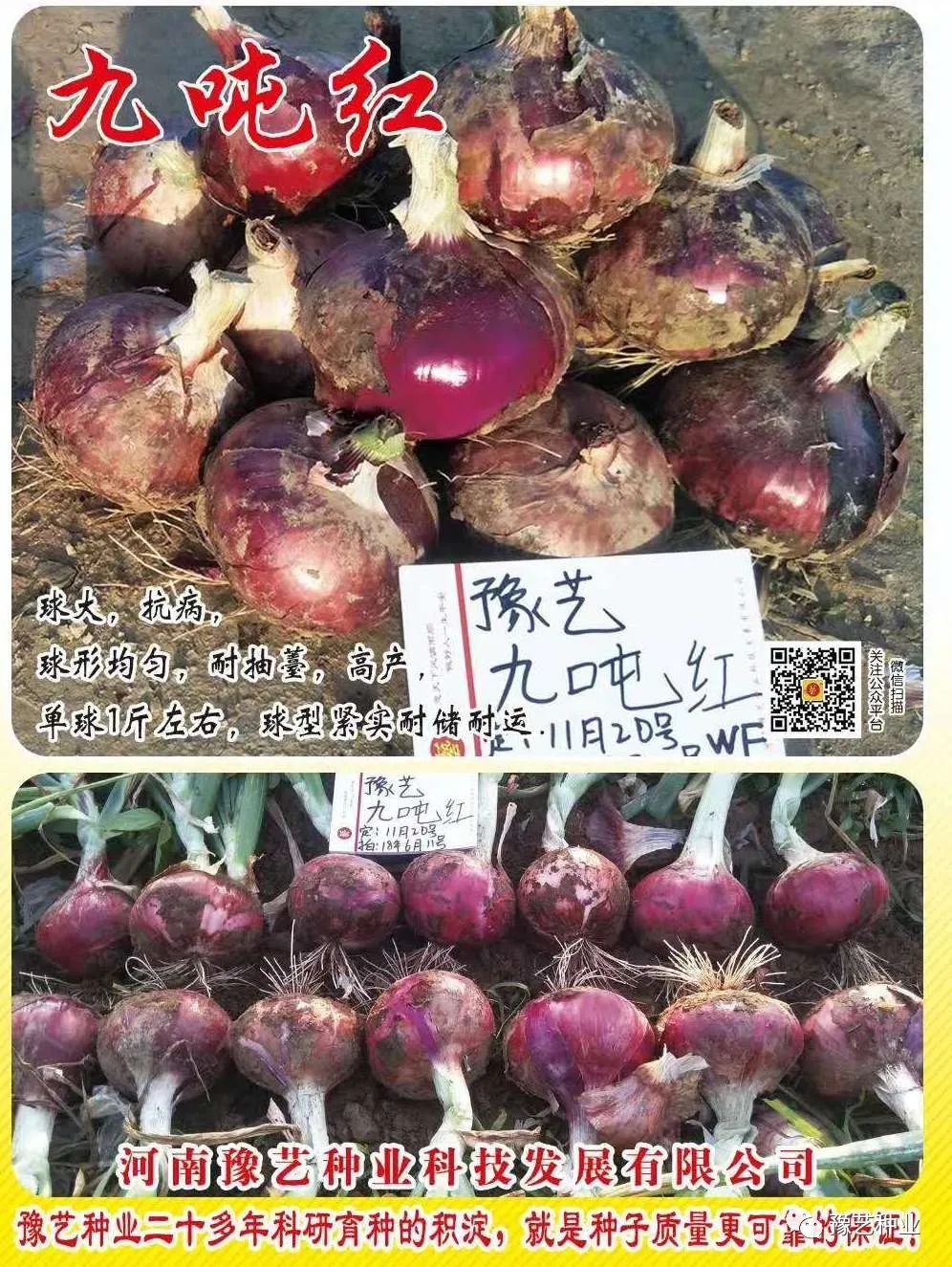 如何种植葱头饱满_种植葱头方法视频_葱头的种植技术