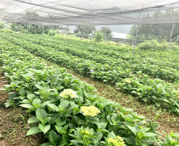 种植绣球致富_绣球种植技术_致富种植绣球怎么样