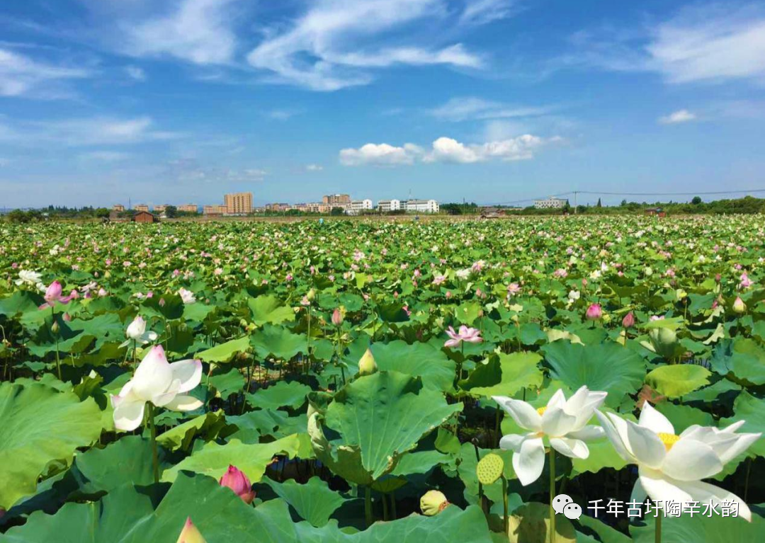 陶辛镇：振兴“路”上“荷花”开