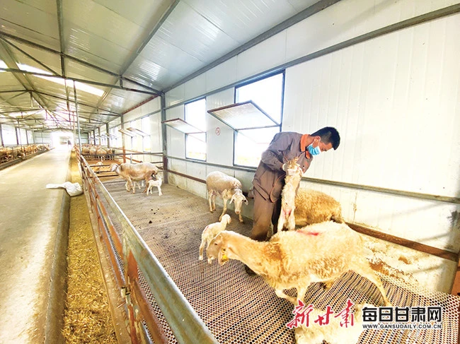 致富经山羊养殖视频_致富经山羊养殖技术视频_养殖山羊致富报道