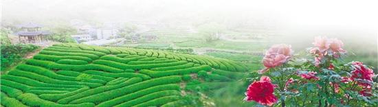 致富经葡萄栽培技术视频_致富经盆栽葡萄_致富经连标葡萄园