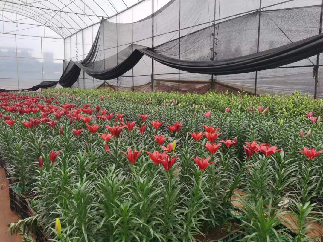 致富种植绣球视频_种植绣球致富_致富种植绣球图片