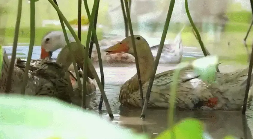 螺丝如何养殖_螺丝怎么养殖我想看一下视频_致富经螺丝的养殖视频