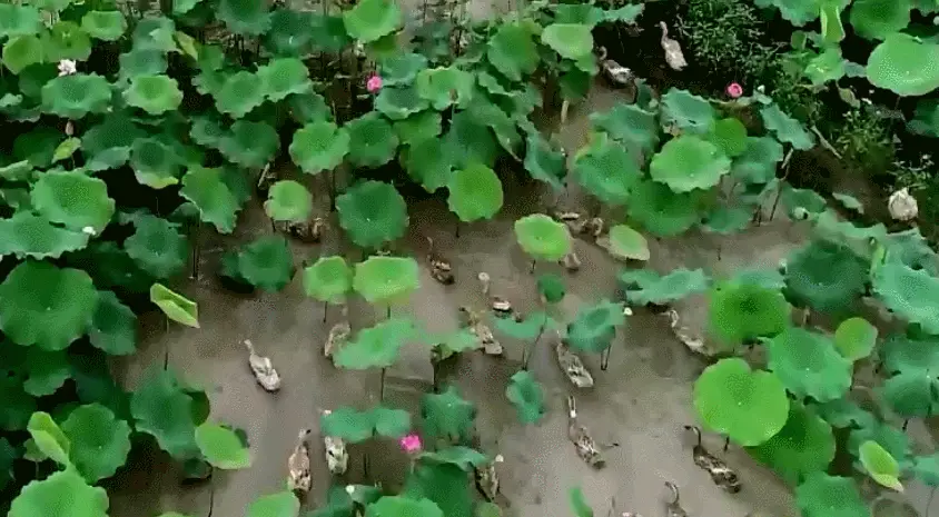 螺丝如何养殖_致富经螺丝的养殖视频_螺丝怎么养殖我想看一下视频