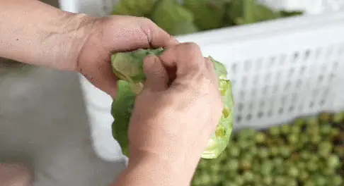 螺丝如何养殖_螺丝怎么养殖我想看一下视频_致富经螺丝的养殖视频