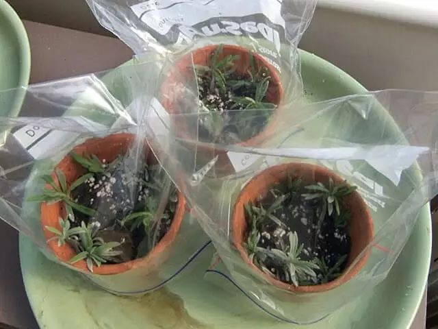 洋甘菊栽培技术_洋甘菊养殖_洋甘菊养殖技术
