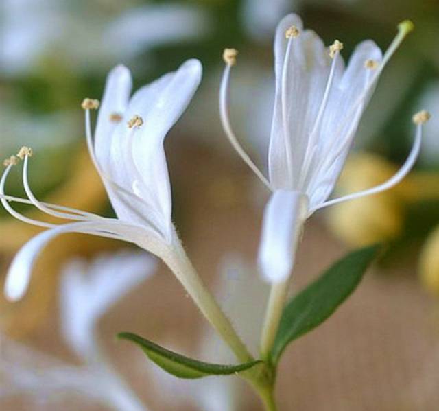 洋甘菊养殖技术_洋甘菊养殖_洋甘菊栽培技术