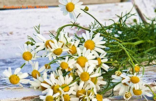 洋甘菊养殖_洋甘菊栽培技术_洋甘菊养殖技术