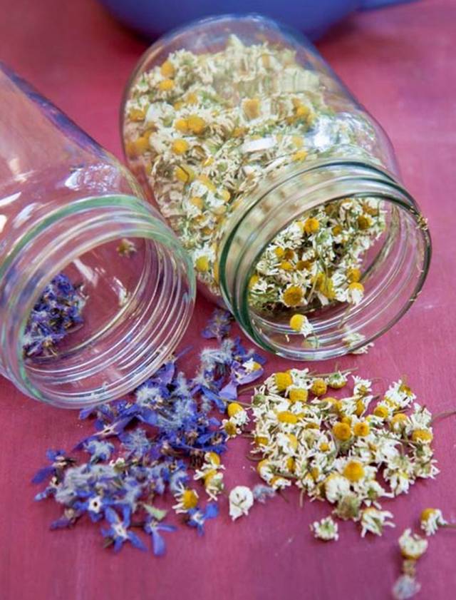 洋甘菊栽培技术_洋甘菊养殖技术_洋甘菊养殖