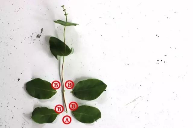 洋甘菊养殖技术_洋甘菊栽培技术_洋甘菊养殖