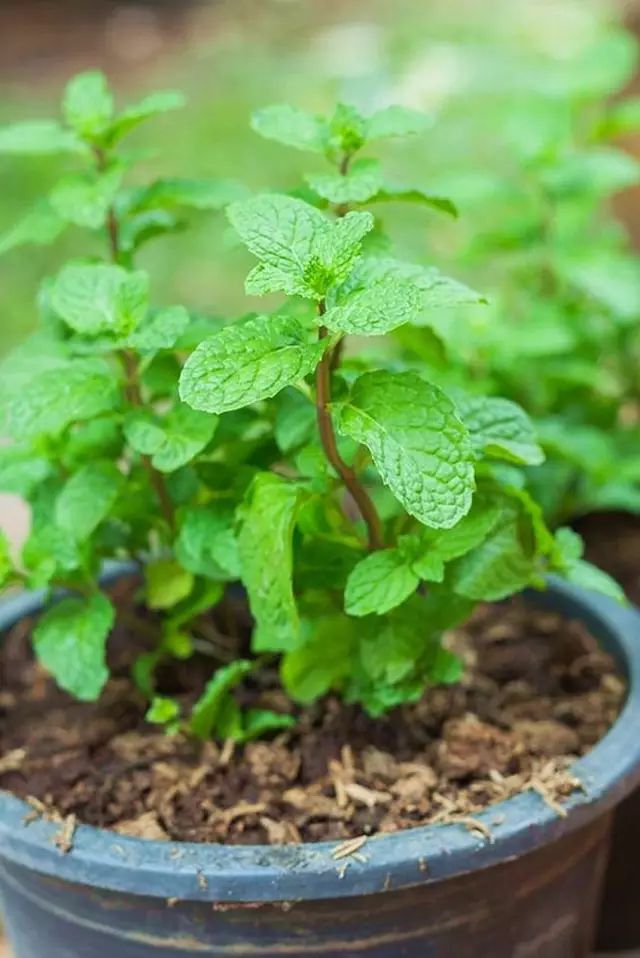 洋甘菊养殖_洋甘菊栽培技术_洋甘菊养殖技术