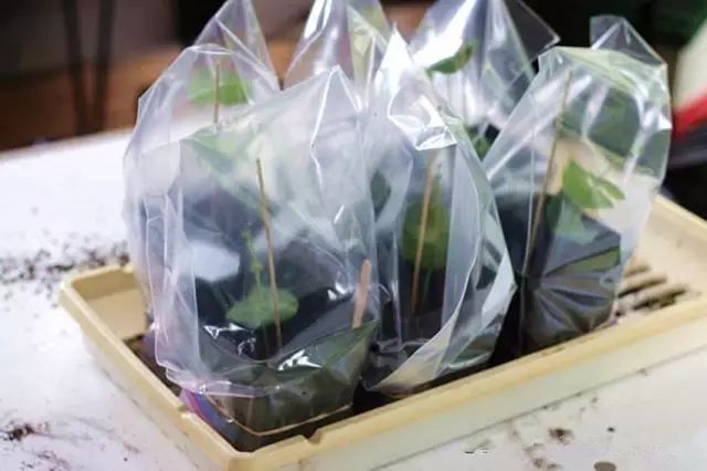洋甘菊栽培技术_洋甘菊养殖技术_洋甘菊养殖