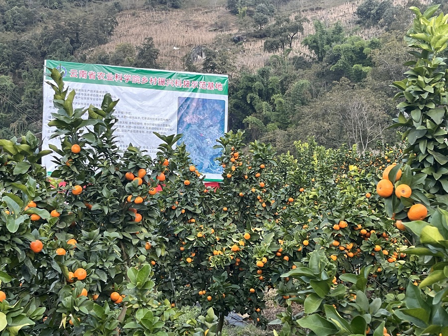 致富云南种植香橼视频_云南种植香橼致富_云南香橼树苗哪里才有