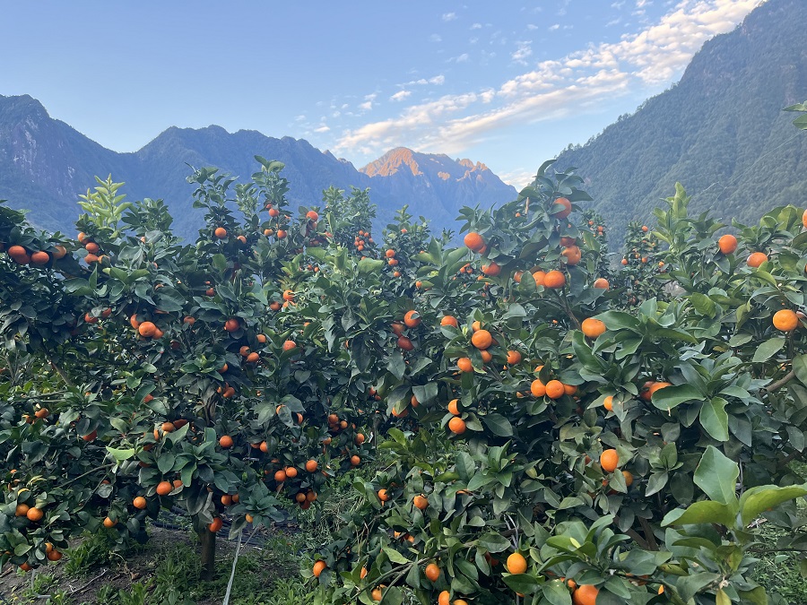 致富云南种植香橼视频_云南香橼树苗哪里才有_云南种植香橼致富