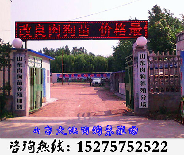 河南南阳有肉狗养