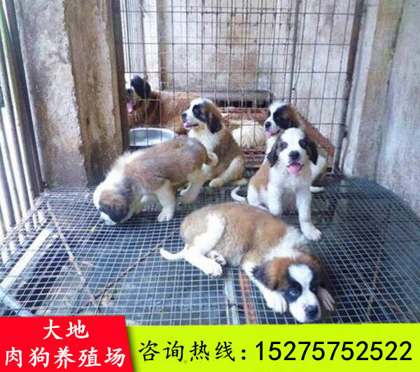 河南南阳有肉狗养