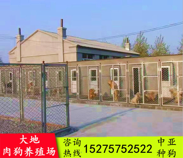 蓬莱年肉狗厂家