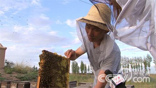 [致富经]蜜蜂凶猛 财富甜蜜(20151008)
