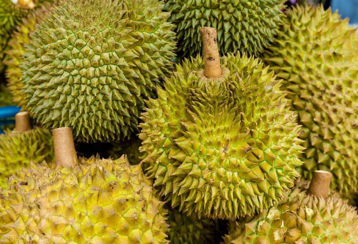怎样才能挑选到一颗好的榴莲？