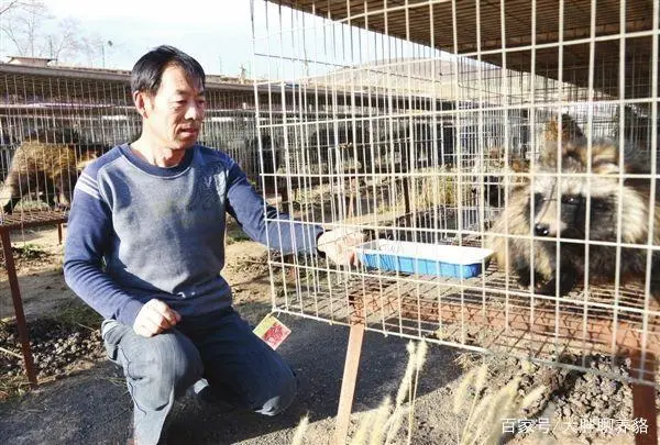 貉养殖与繁育实用技术书籍_貉怎么繁殖_貉养殖与繁育实用技术
