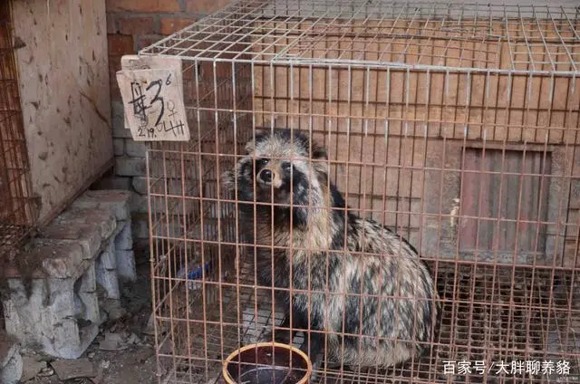 貉养殖与繁育实用技术书籍_貉怎么繁殖_貉养殖与繁育实用技术