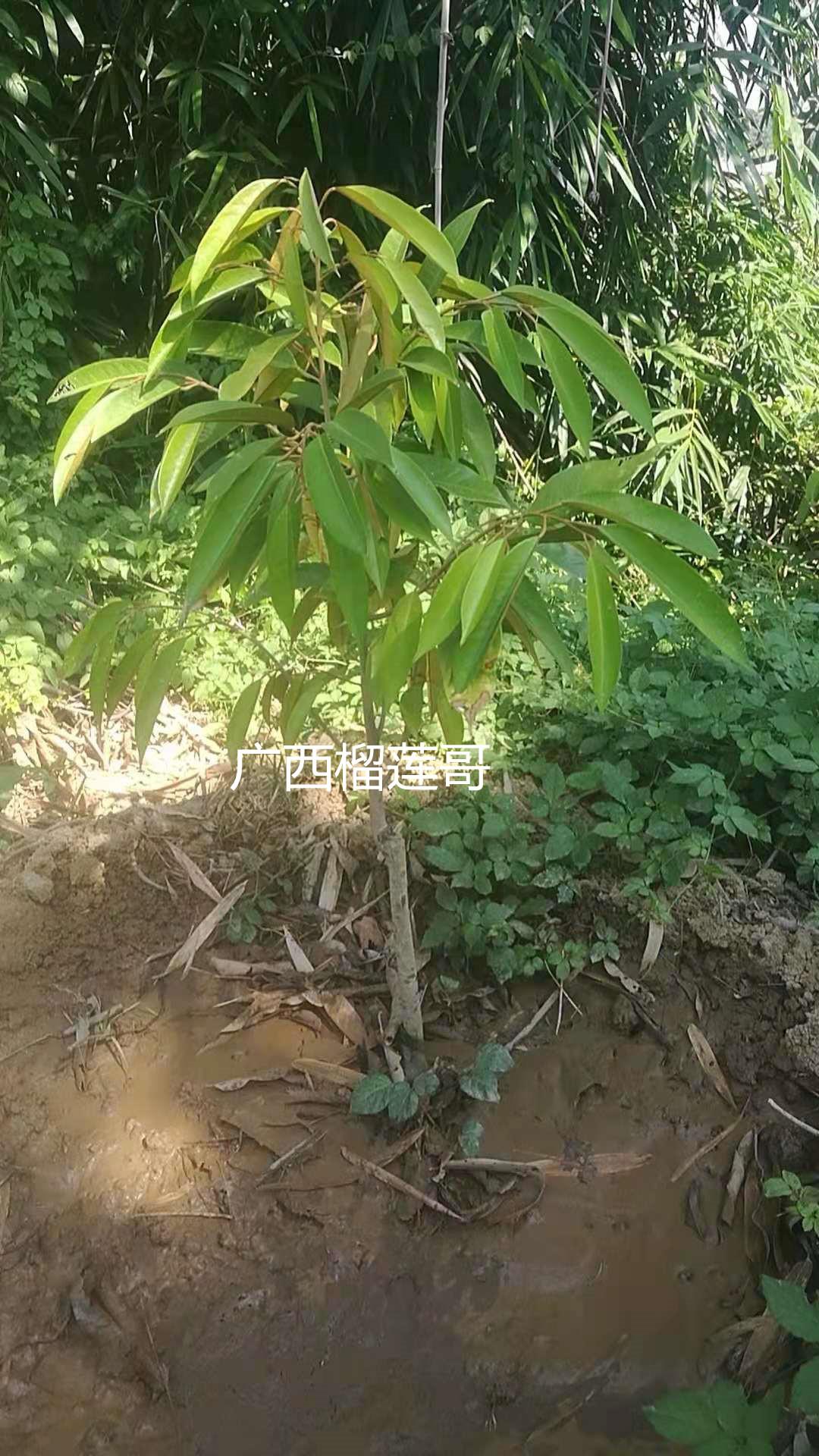 种植榴莲大全集技术与管理_榴莲种植技术视频cctv7_榴莲种植技术大全集
