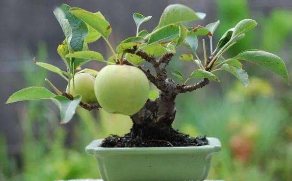 盆栽种植视频教程_盆栽果种植技术视频_盆栽小视频