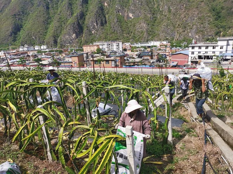 云南怒江大兴地镇：走出产业强镇富民新路