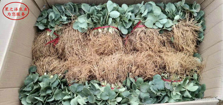 草莓苗基地、甘肃隋珠草莓苗种植技术