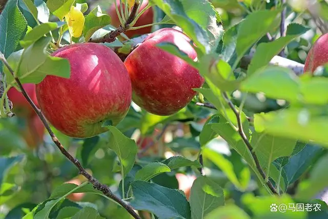 盆栽果树栽培技术视频_盆栽小视频_盆栽果种植技术视频