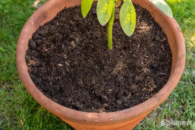 盆栽小视频_盆栽果种植技术视频_盆栽果树栽培技术视频