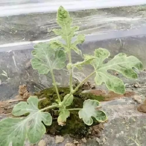 西瓜大棚种植最新技术_春大棚西瓜种植技术_春大棚西瓜种植技术视频