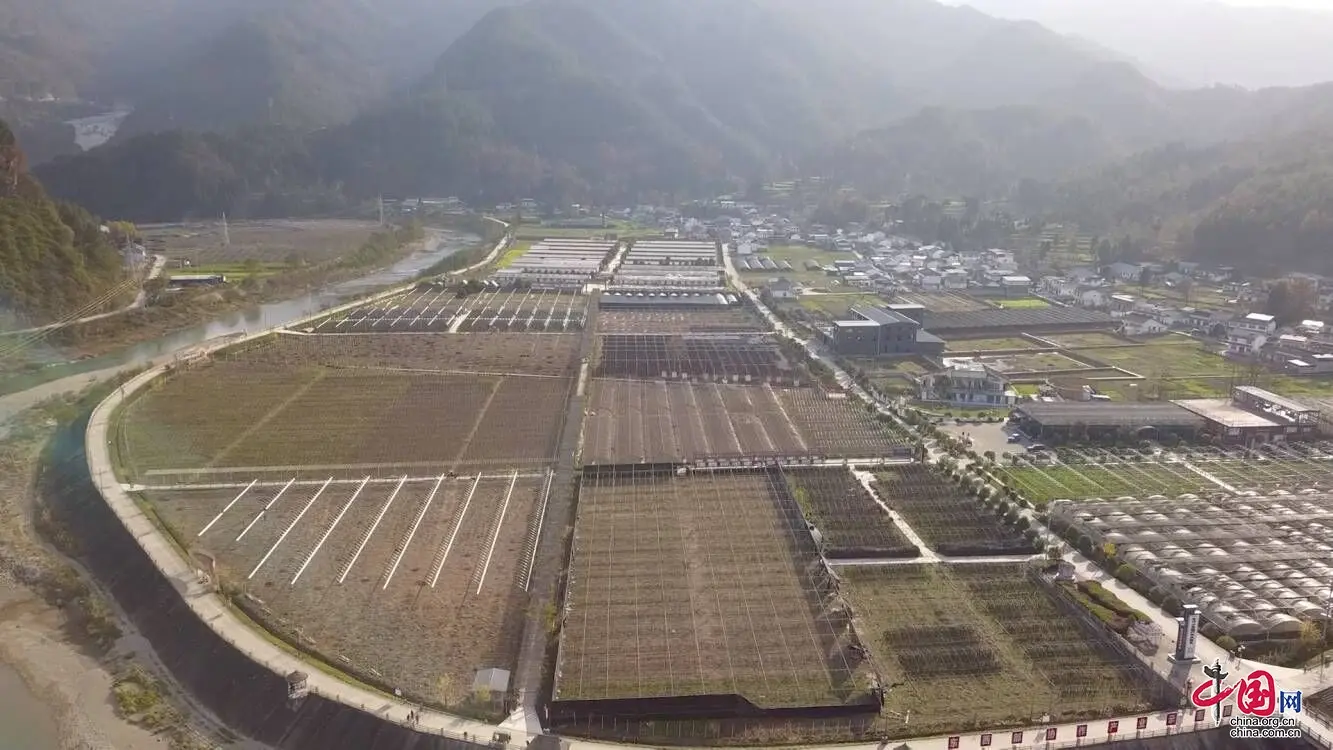 致富经香菇种植视频_四川香菇种植_青川县种香菇致富经