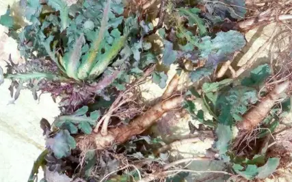 瓜种植技术与管理_瓜类种植技术教学_梢瓜种植技术